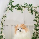 그루밍 블라썸 이미지