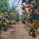 제주특별자치도 농업기술원 이미지