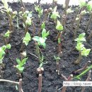 영농조합법인 나눔농장 이미지