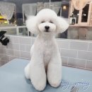 봉 그루밍 이미지