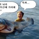 부산갈메기