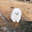 나눔펫 책임분양소 강아지분양 일산점 이미지