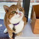 오냥오냥 고양이호텔 이미지