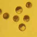 영각유전 이미지