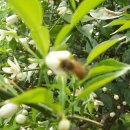 꿀단지농원의 꿀벌들 살판났읍니다 이미지