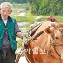 워낭소리 이미지