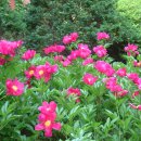 수리산 산림욕장 이미지