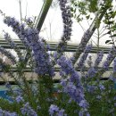 로즈마리 이미지