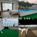 멍빨래 | [공지] 강릉 | 반려견과 휴식하며 동해바다를 느낄 수 있는 강릉멍릉도원