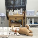 하이디 | 천안브라질리언 신부동 하이디왁싱 스팀 하드왁싱 관리후기