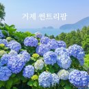(주)소소팜 | 경남 거제 썬트리팜 수국 명소 개화상황 주차장 정보 후기