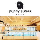 퍼피슈가 이미지