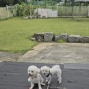 코코펫 살롱 호텔 이미지