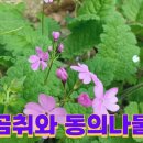 산야초 Daum카페
