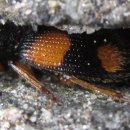 서부대로 이미지