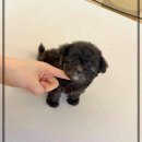 미소애견샵 | 광명애견샵 실버말티푸