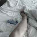 바디메뉴얼 | 근막마사지기 바디컷튠핏 내돈내산 솔직후기