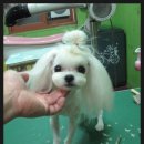 몽이애견미용 이미지