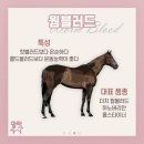 에이스승마랜드 이미지