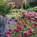 레드로즈 이미지