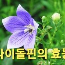 다이돌핀Didorphin 네이버블로그