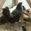 한림농장 이미지