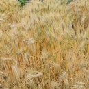 성주관광주유소 이미지