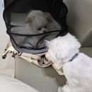 젠동물병원 이미지