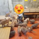 구름위의고양이 이미지