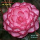 미국 동백꽃 판매-128번 명:조 누치오-Joe Nuccio 안아피기 수련화형의 매력적인 동백꽃 이미지