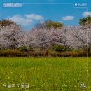 4월4일 (토) [코둘길, 남파랑길48코스] 전남/광양 섬진강을 따라 핀 유채 + 벗꽃 길을 걷는다. 이미지