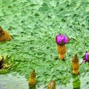 [포토] 멸종위기 야생식물 &#39;가시연꽃&#39;, 포항 적계지에서 활짝 폈다 이미지