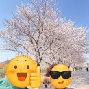 명인만두 | 맛집] 양평 5일장 근처 드라이브 맛집ㅣ명인칼국수&amp;만두 양평점 방문 후기 (feat.양평산수유한우축제🌸)