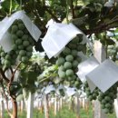 삿갓농장(2) 이미지