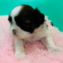 응답하라 몽몽이 이미지