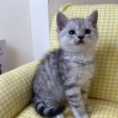 대형애견 이미지