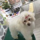 쁘띠멍멍 이미지