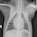 워너비 동물병원 이미지