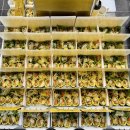 부평에이스치과의원 | 인천 부평구 단체 도시락 주문 키토박스 43박스 치과 대량주문 후기