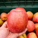 사과꽃필무렵 이미지