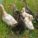 바람골농장 이미지