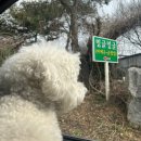 [애견동반숙소] 청주 멍글멍글펫글램핑 대추천 후기