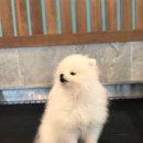 위드독(with dog) 이미지