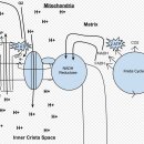 Re: 세포 호흡(cellular respiration)에 대하여 이미지