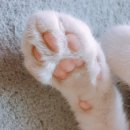 고양이 발바닥 네이버블로그