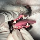 체크업동물병원 이미지