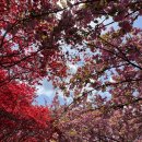 완산-36 | 전주 겹벚꽃 명소 완산칠봉꽃동산 아기랑 유모차 끌고 방문한 후기(4/19 방문)