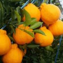 시영농장 이미지