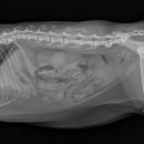 아이조은동물병원 이미지