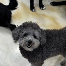 두콩이